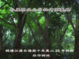 “开化杜仲茶”的健康梦：王百鸣的有机茶缘